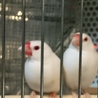 文鳥ペアの里親を募集します サムネイル2