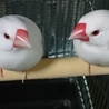 文鳥ペアの里親を募集します サムネイル3