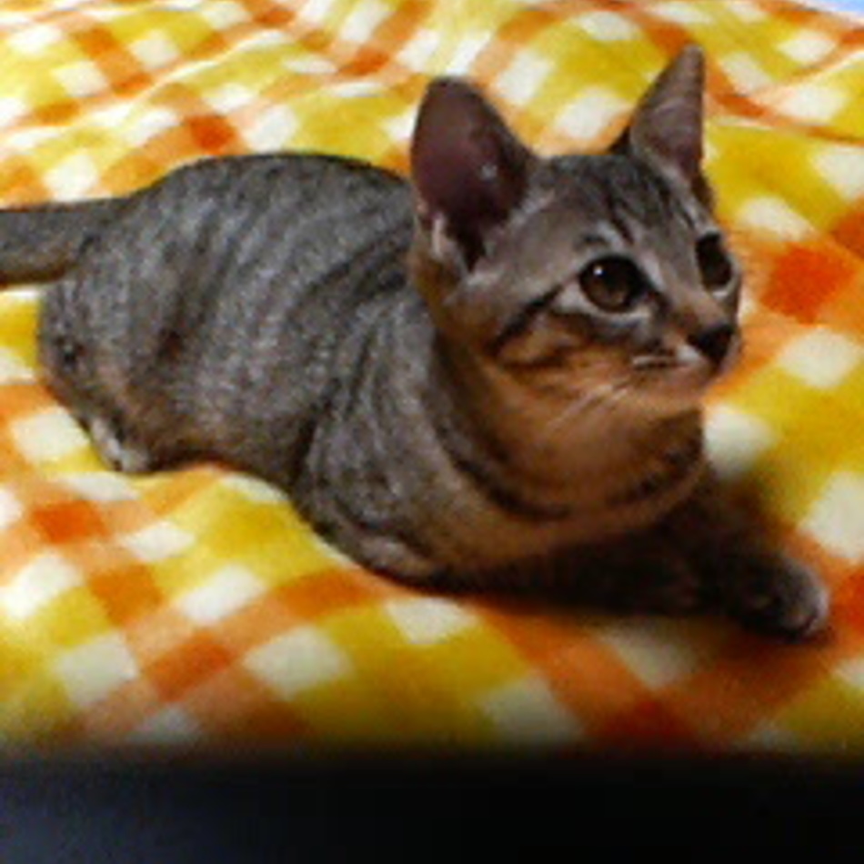 かごめのカバー写真