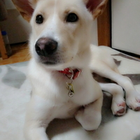 こん