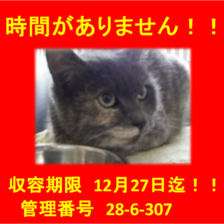 里親決定！！素敵な家族に出会えました(^^♪