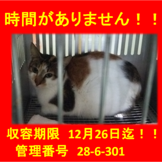 期限延長！新年越したいです！①