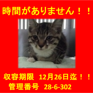 里親決定！！お迎えありがとうございました(^^♪