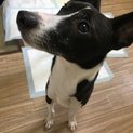バセンジー！？  白黒の可愛い子犬ちゃん！