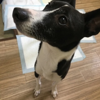 バセンジー！？  白黒の可愛い子犬ちゃん！