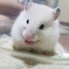 てんてんママ
