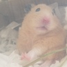 とおたパパ