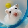 わったん
