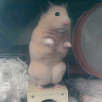 とおた