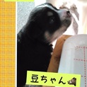 応募多数のため一旦保留中、豆ちゃん
