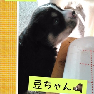 応募多数のため一旦保留中、豆ちゃん