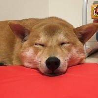 しろ