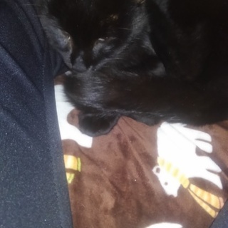 保護した黒猫オス(約1歳)至急里親求む！