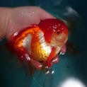 金魚の里親募集