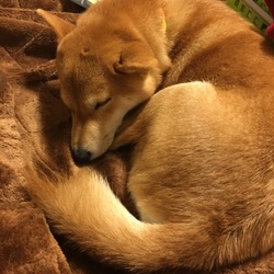 今日もぐっすり寝てます