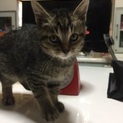 キジ猫オスの子猫の里親さん募集中