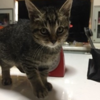 キジ猫オスの子猫の里親さん募集中