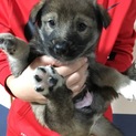 生後1か月の子犬オス＆メス　5匹