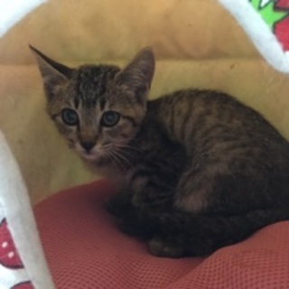 キジ猫の子猫
