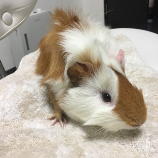 可愛いオスのモルモット