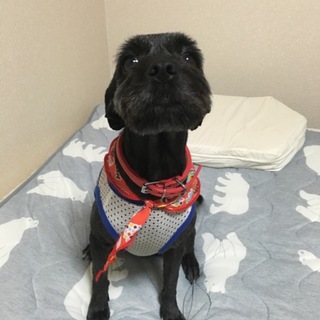 里親募集しています