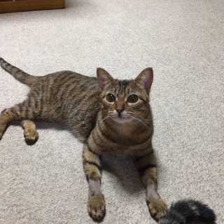 とても人懐こい女の子です。