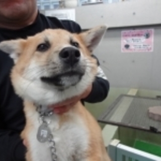 僕を家族にして下さい