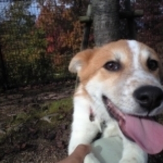 僕も家族にして下さい