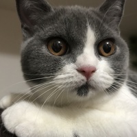 モモ