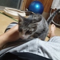 人懐っこい子猫です