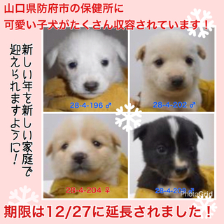 愛護団体が全頭引き出しました。