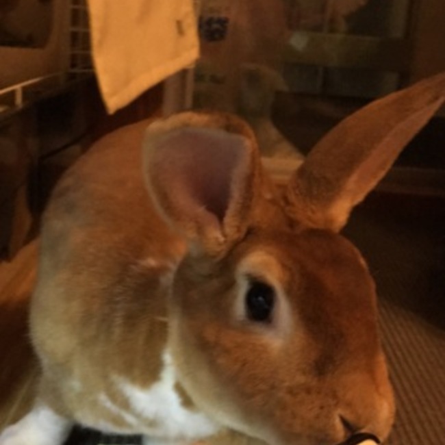 とどろきさんのカバー写真