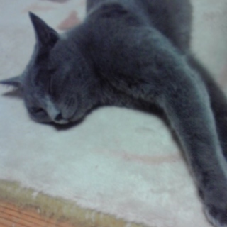 グレーの女の子