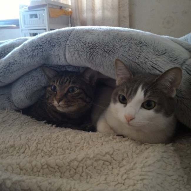 みゅうにゃのカバー写真