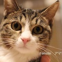キジ白アマラちゃん里親募集中！