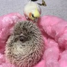 おかめインコ チョコ&ハリネズミ ハリー