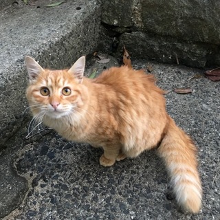 【里親決定！】茶トラ柄、長い毛並みの猫ちゃん♪