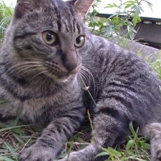 人懐っこいサバトラ猫♫一緒にいると癒されます！