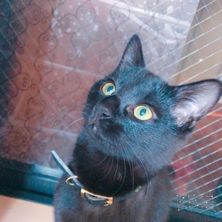 子猫の黒猫ちゃん ♂