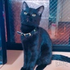 子猫の黒猫ちゃん ♂ サムネイル2