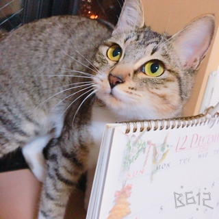 キジトラとホワイトの雑種ちゃん ♀