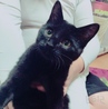 募集している黒猫ちゃん ♂