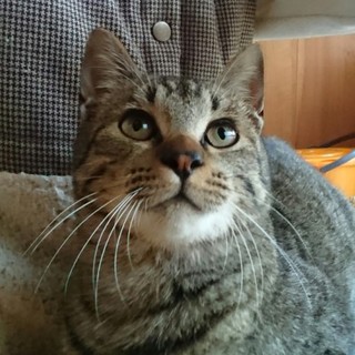 甘えん坊のちびたまちゃんは、暖かい家族の元に