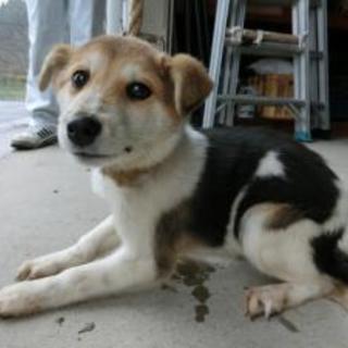 県中保健所より　6ヶ月の男の子（たっくん）募集