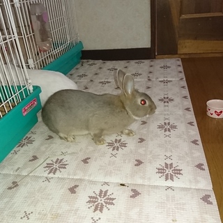 ウサギの里親募集。
