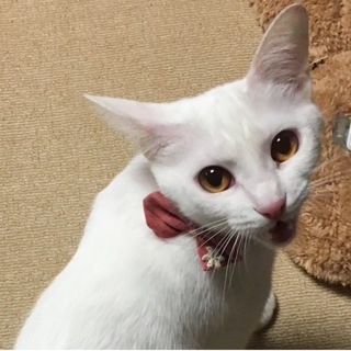 人懐こく甘えん坊な白猫ゆきちゃん