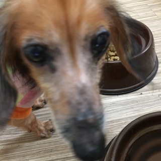 元気なダックスフンド！