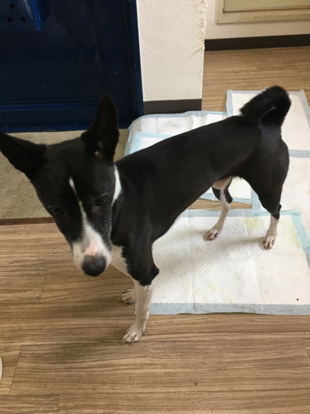 バセンジー種 白黒の 大阪府 犬の里親募集 ペットのおうち 月間利用者150万人