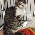 ハンデあり半長毛猫ちゃん