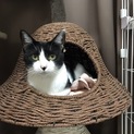 子猫の里親募集中